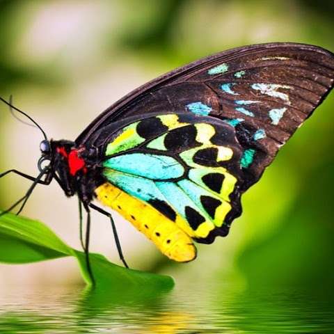 Photo: Australian Butterfly Sanctuary